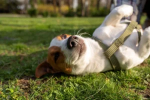 Conoce los 5 basicos para cuidar la salud de tu mascota con una farmacia veterinaria