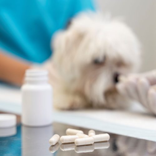 Farmacia para animales en Fuenlabrada