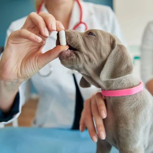 Farmacia veterinaria en Fuenlabrada